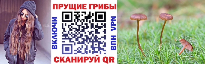 дарнет шоп  Керчь  Галлюциногенные грибы мухоморы 